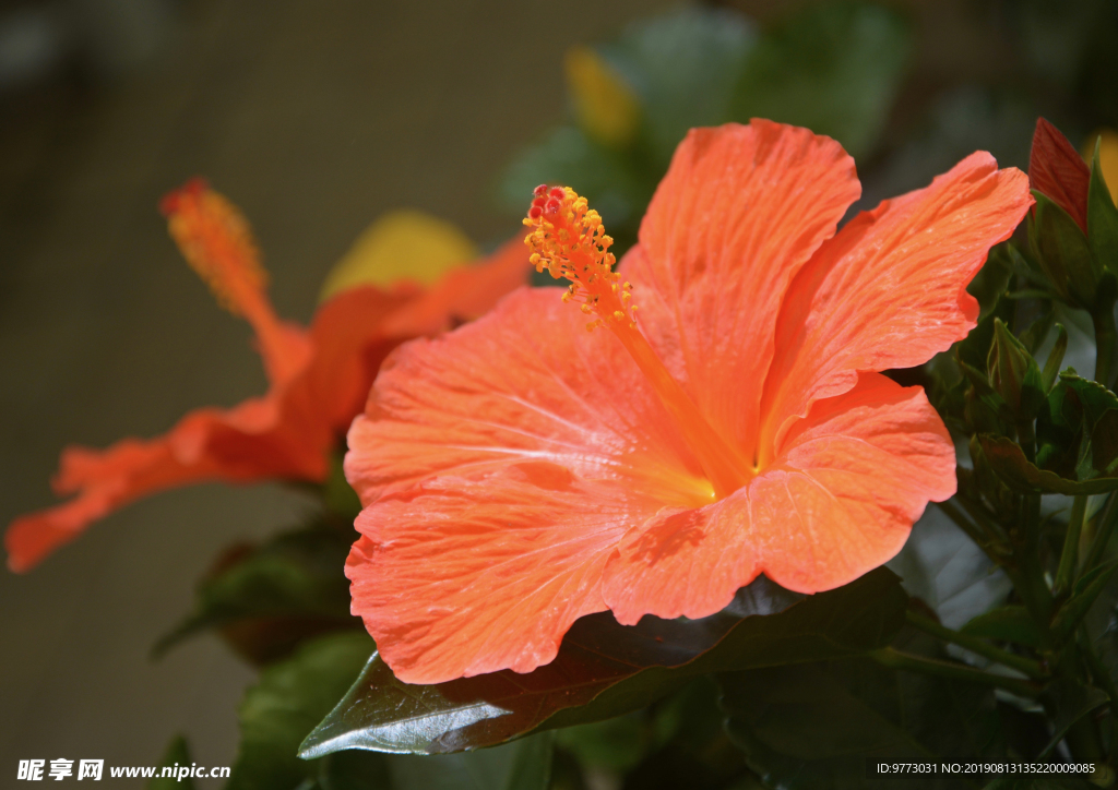芙蓉花