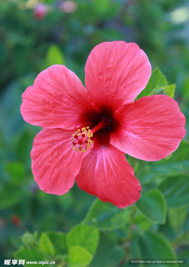 芙蓉花