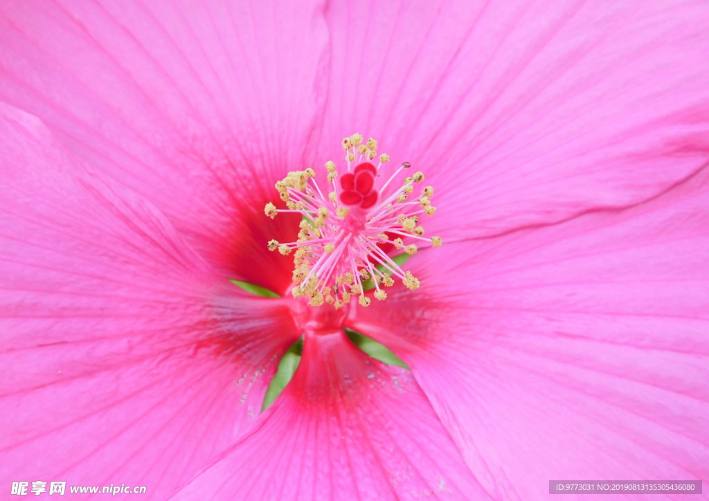 芙蓉花