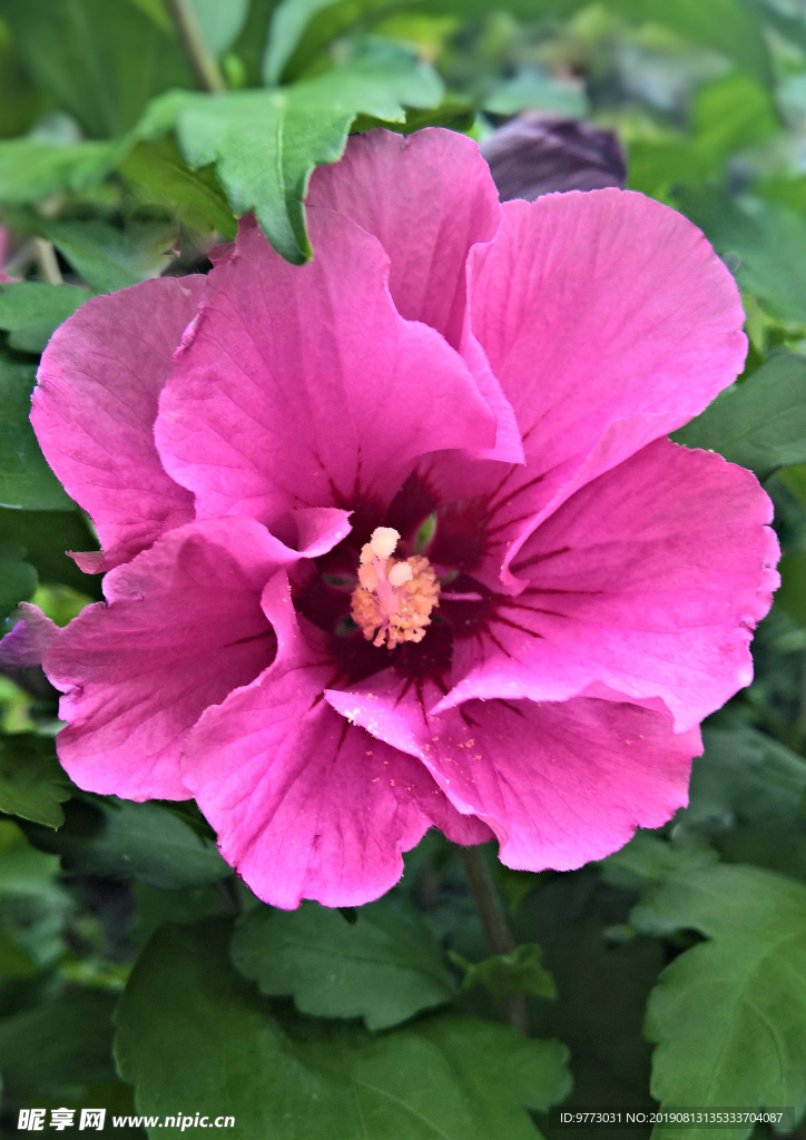 芙蓉花
