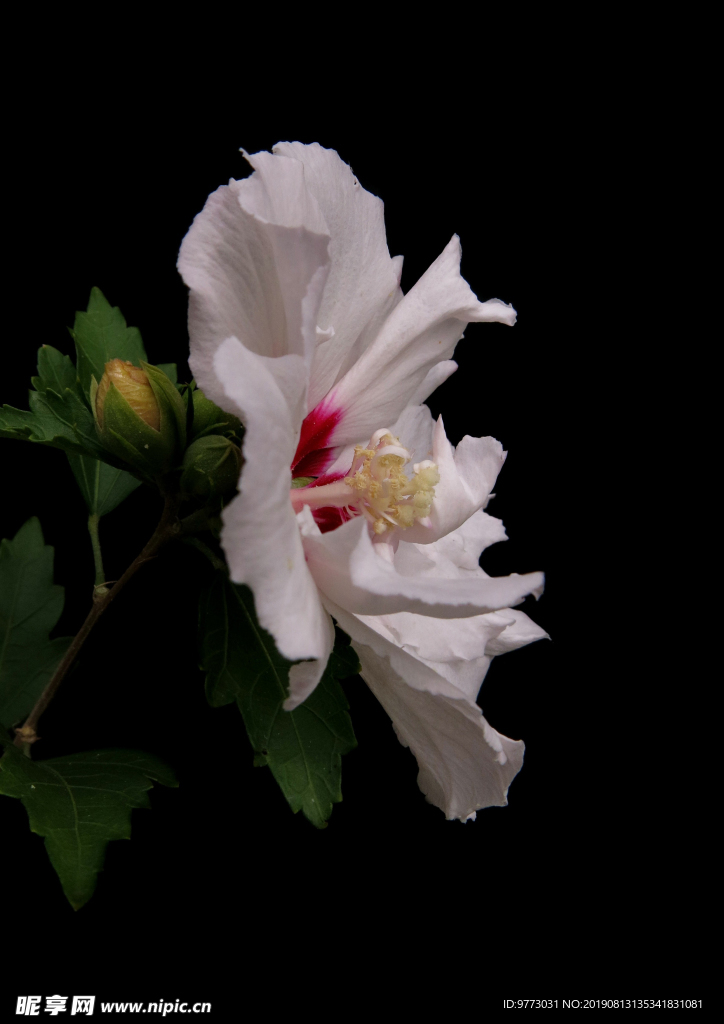 芙蓉花
