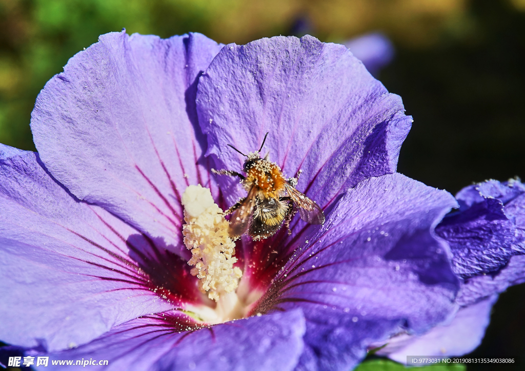 芙蓉花