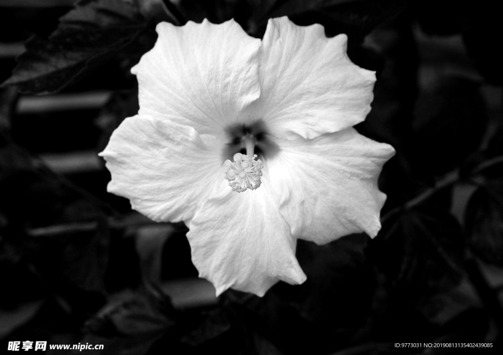 芙蓉花