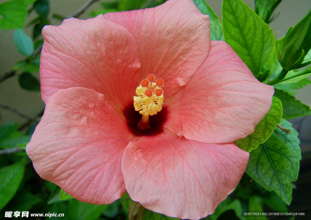 芙蓉花