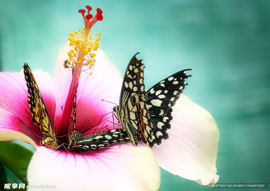 芙蓉花