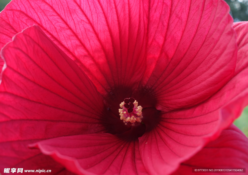 芙蓉花