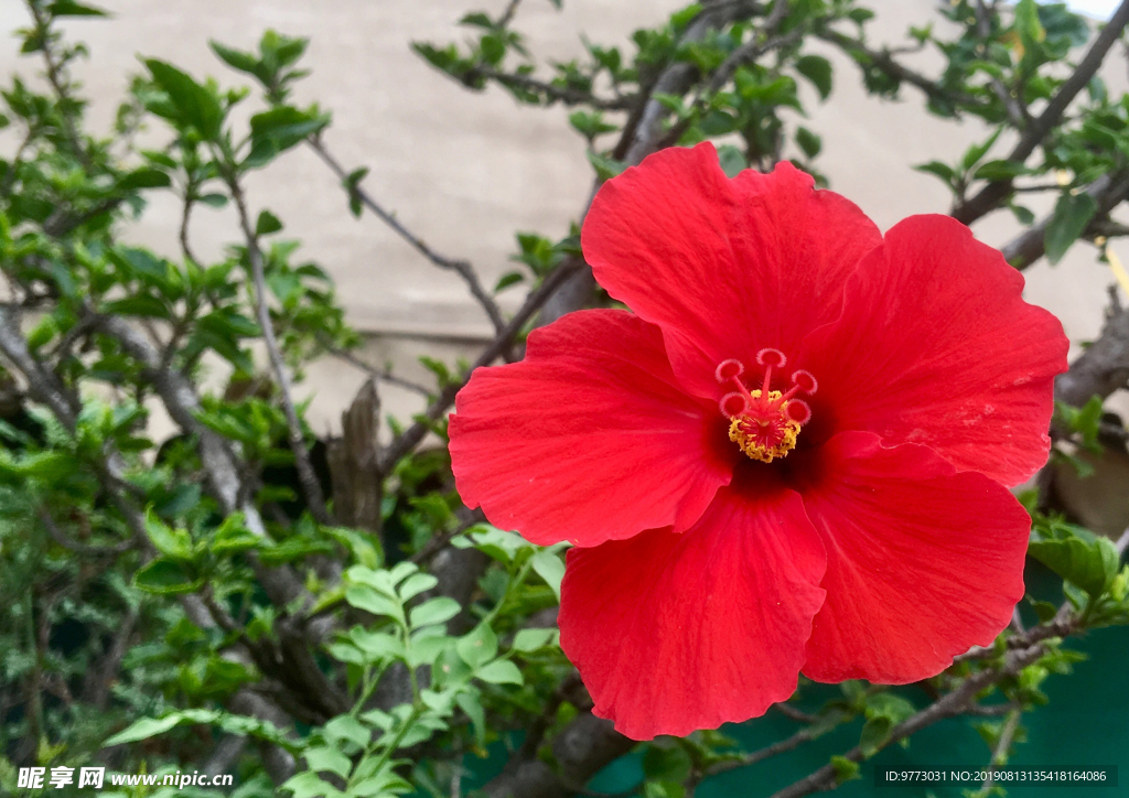 芙蓉花