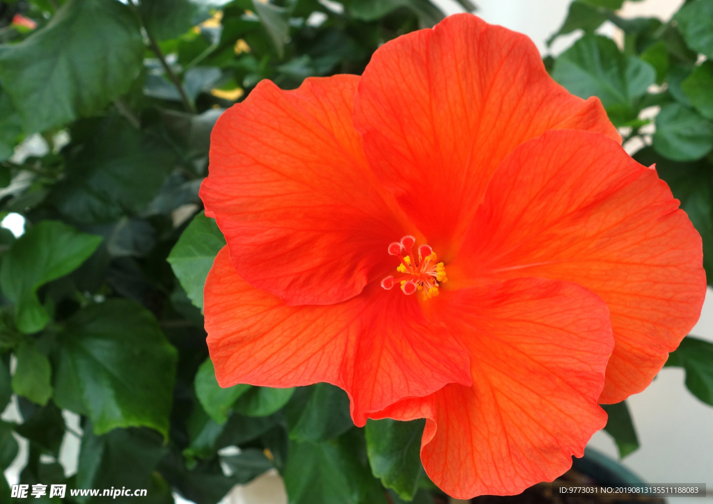 芙蓉花
