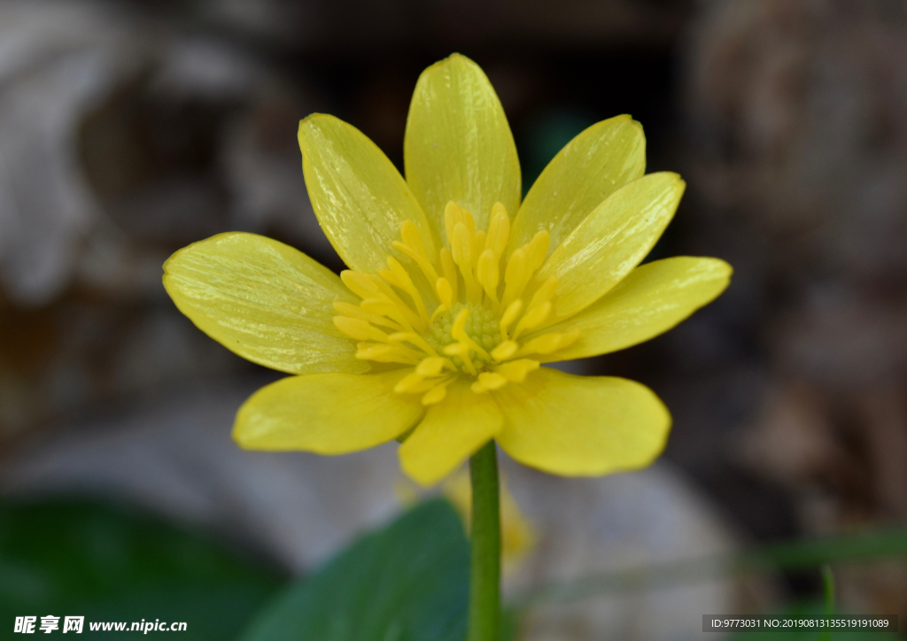 芙蓉花