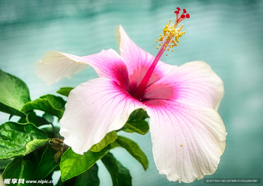 芙蓉花