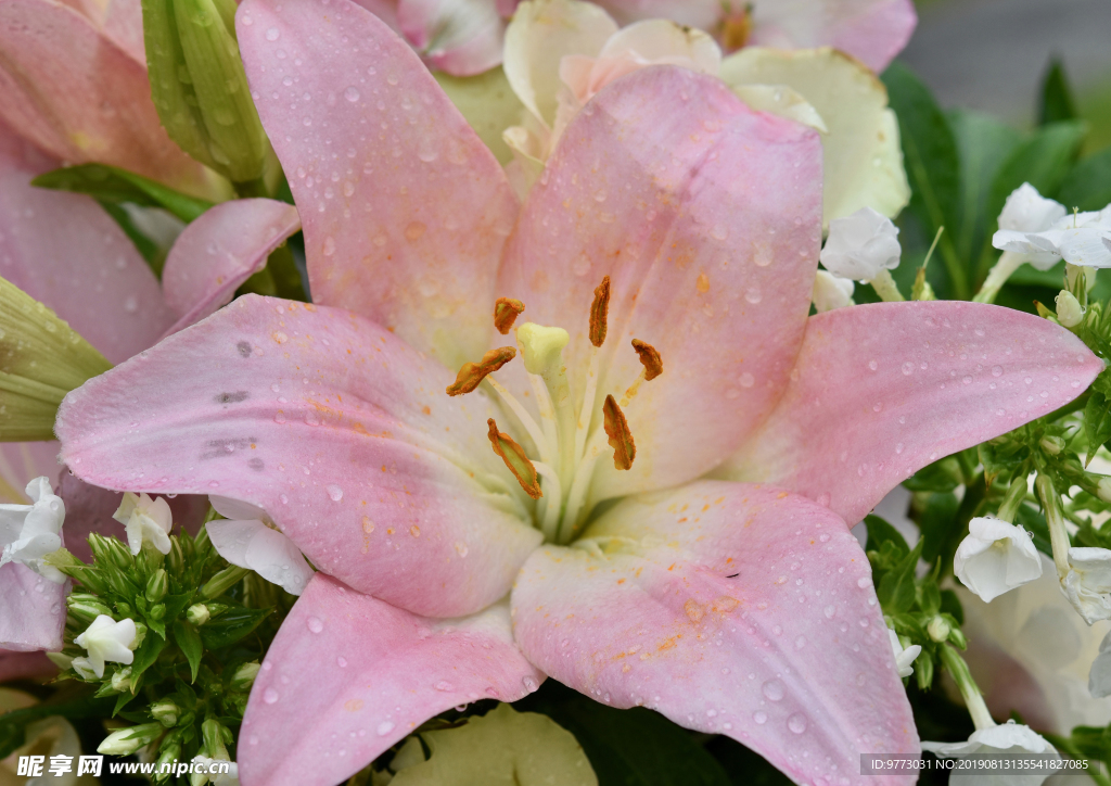 芙蓉花