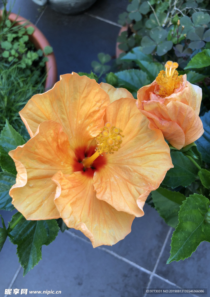 芙蓉花