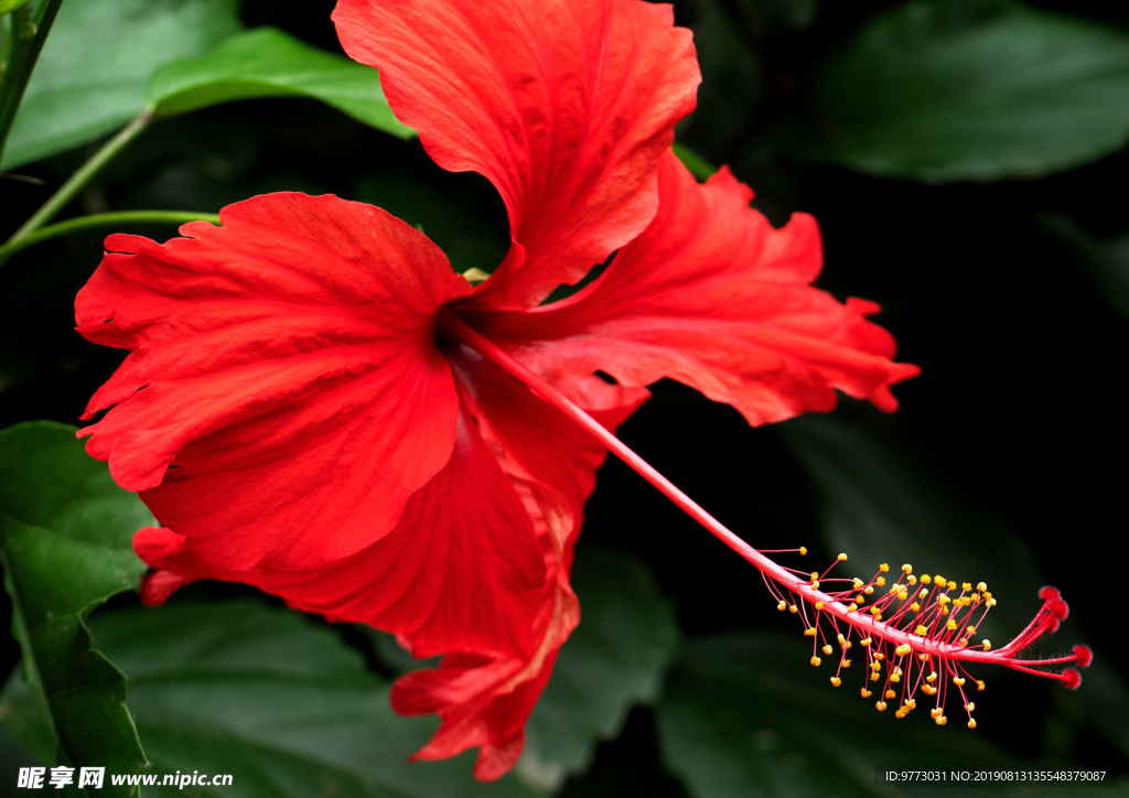芙蓉花
