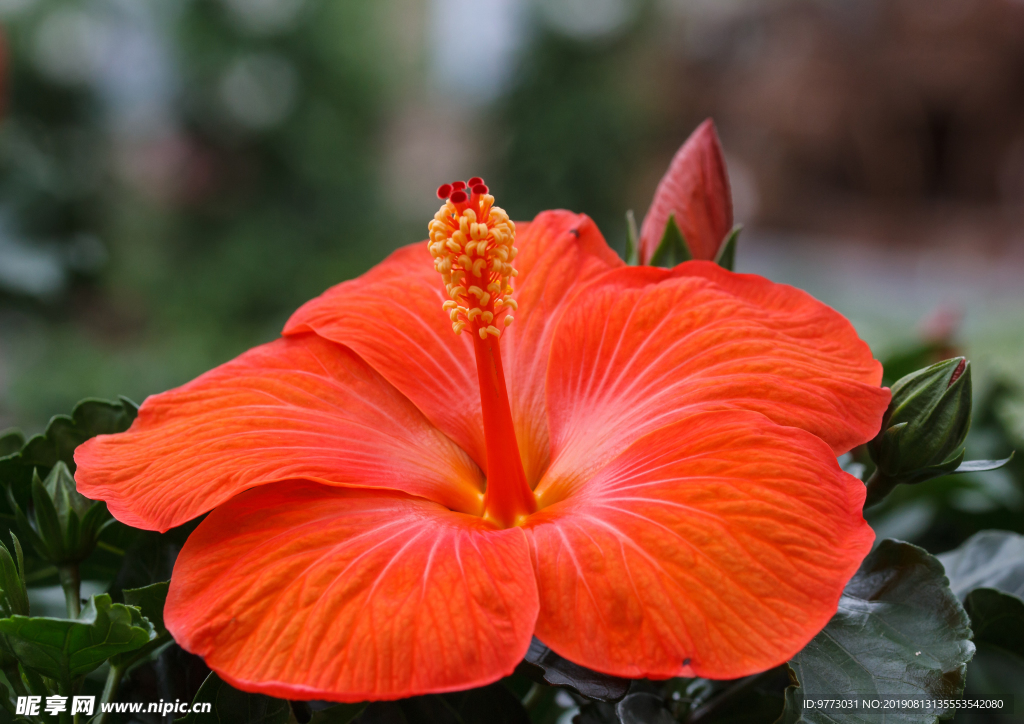 芙蓉花