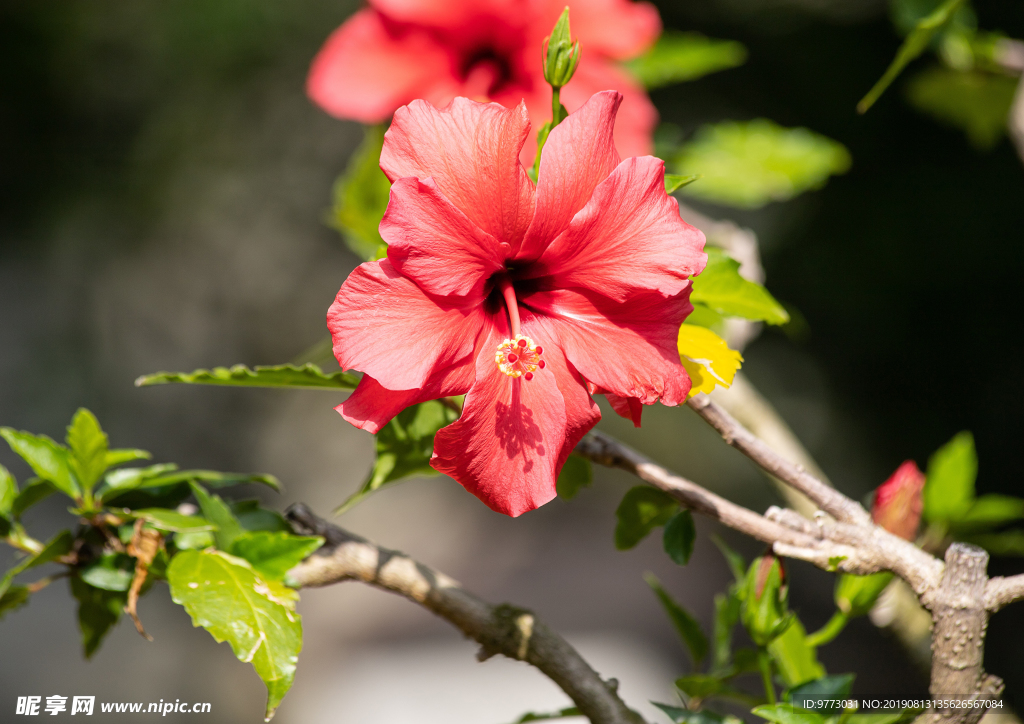 芙蓉花