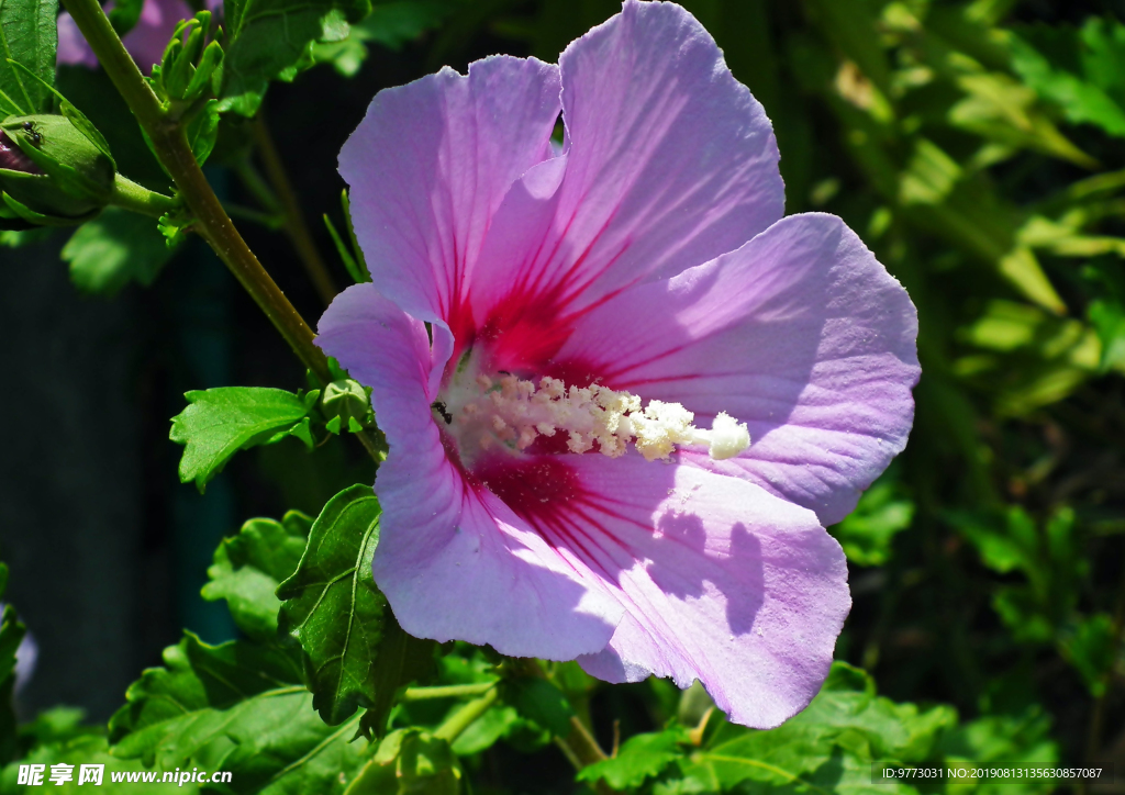 芙蓉花