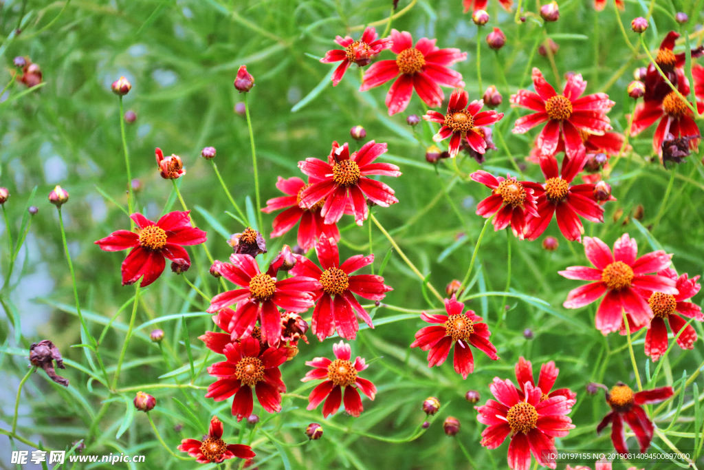 樱桃柠檬汁 金鸡菊