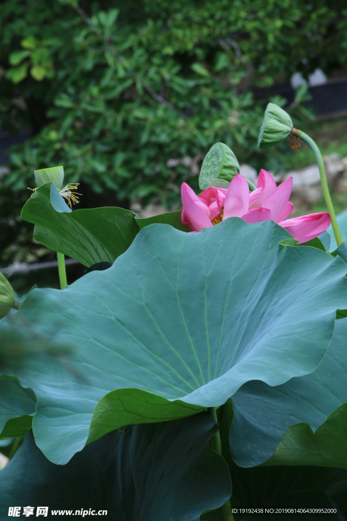荷叶荷花