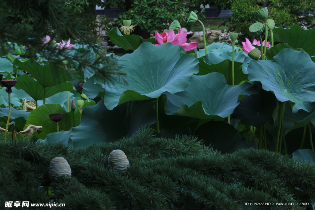 植物园风景