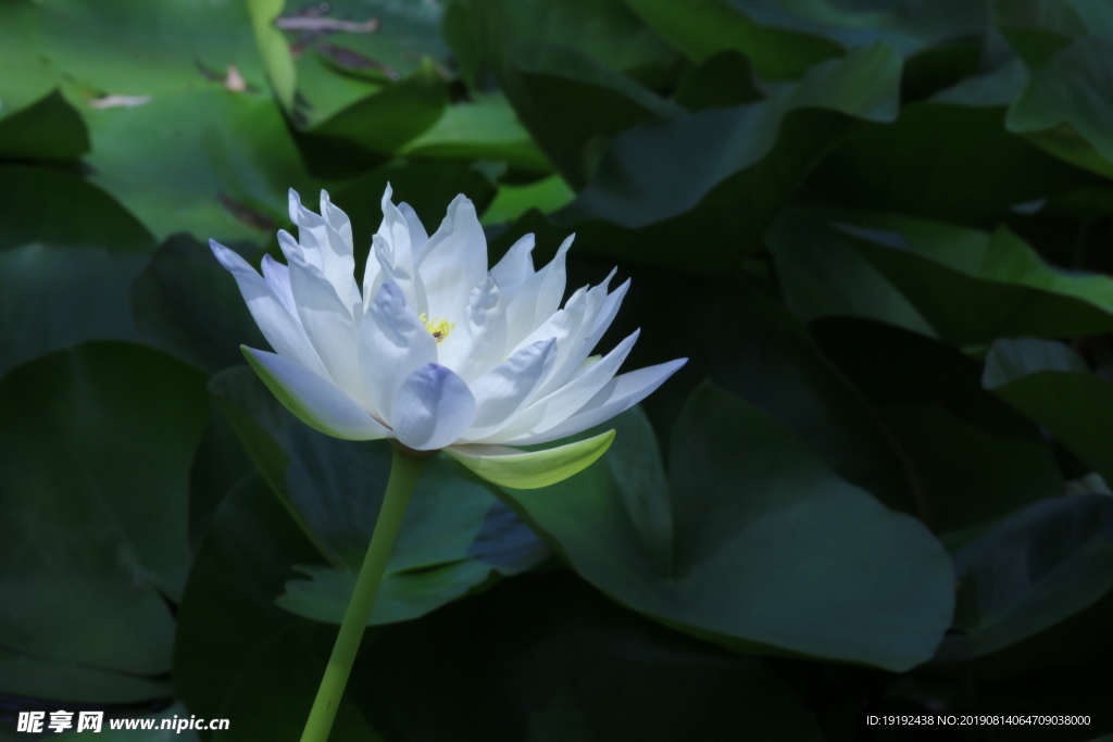荷塘睡莲花