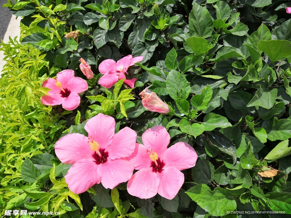 木槿花