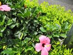木槿花