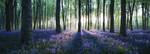 森林花朵紫色