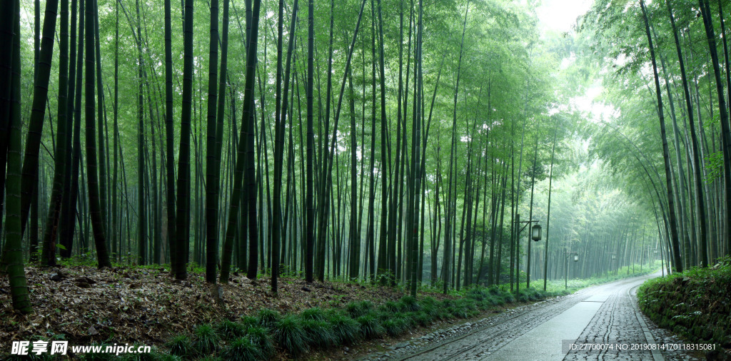 森林小路