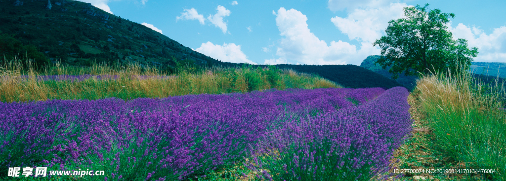 薰衣草山