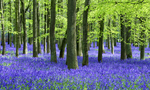 森林紫色花朵