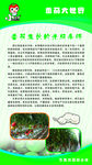 番茄的生长光照条件