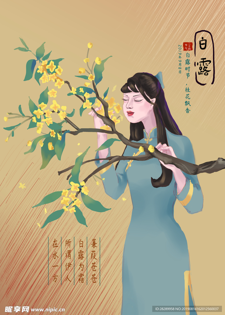 白露时节桂花飘香