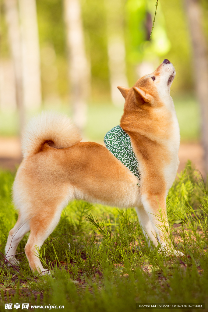 狗