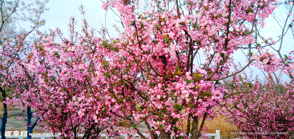 海棠花