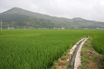 中峰稻田