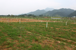中药材基地