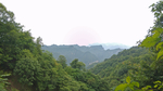 森林