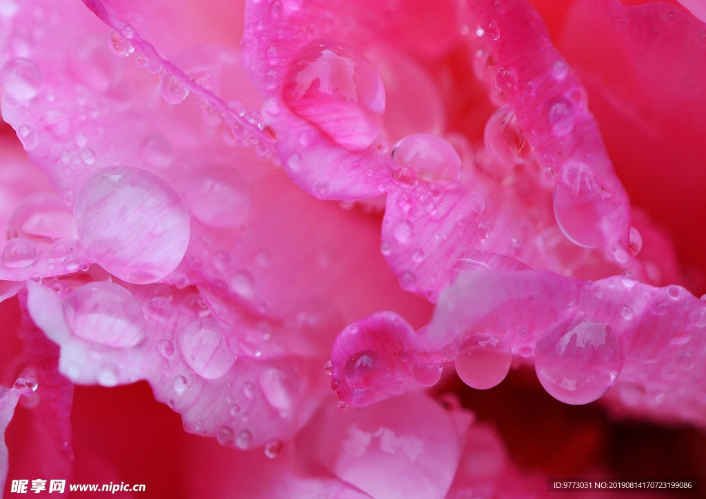 花瓣