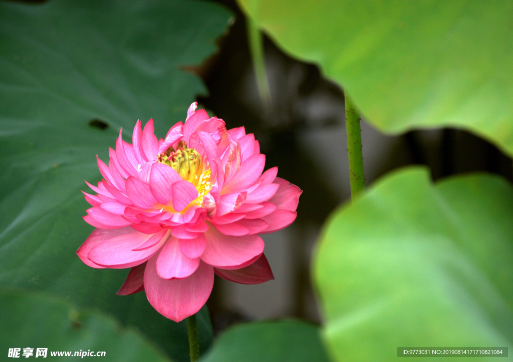 花卉