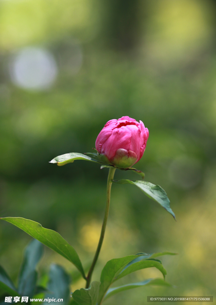 牡丹花