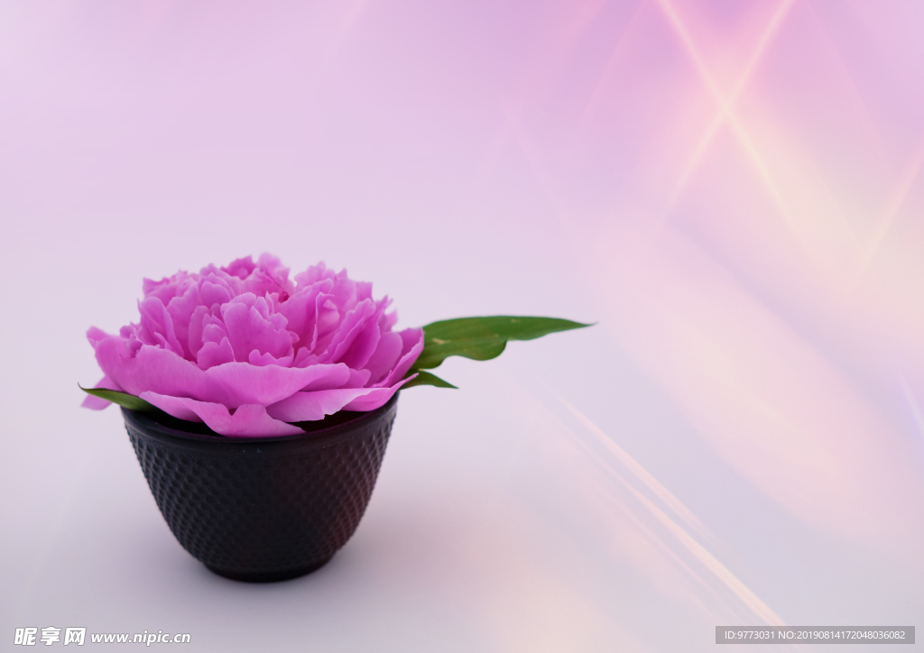 牡丹花
