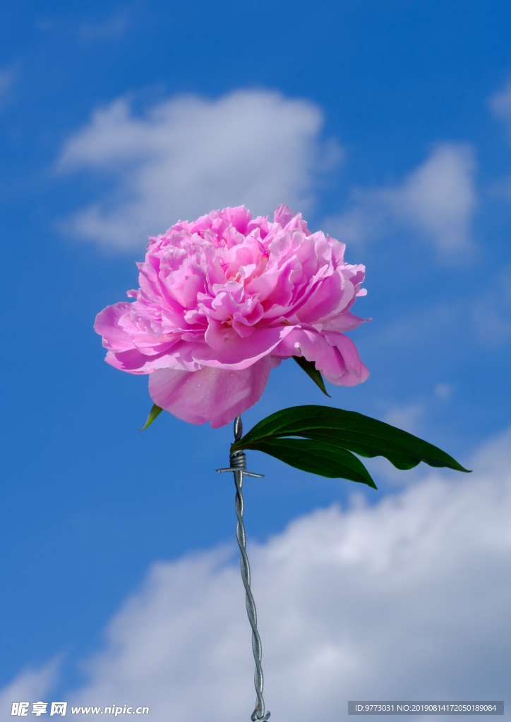 牡丹花