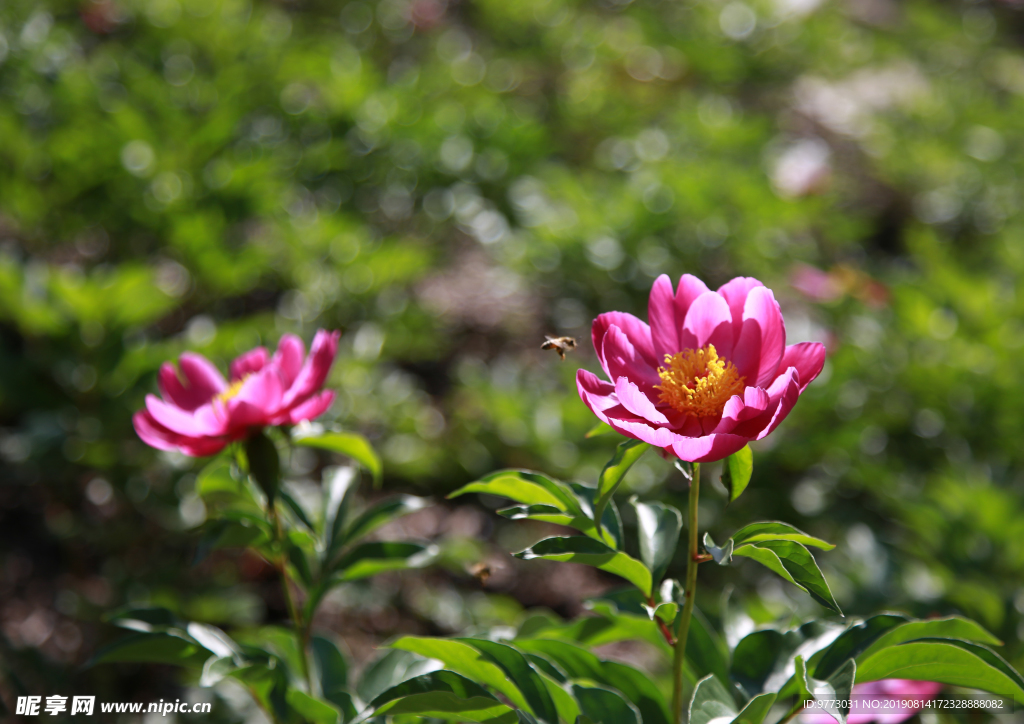 牡丹花