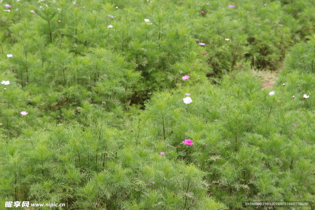 满山格桑花