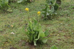菜园子