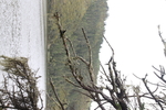树干