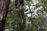 小树芽