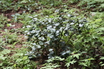 野草
