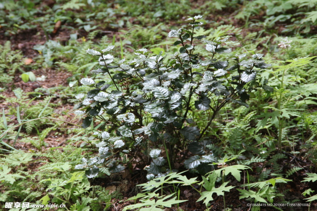 野草