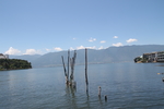 海边枯枝
